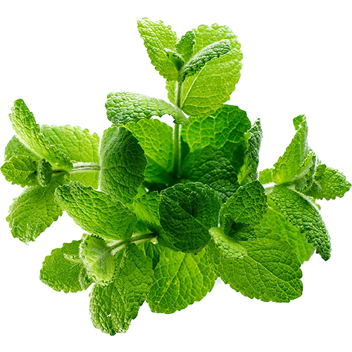 freshly picked lemon balm leaves