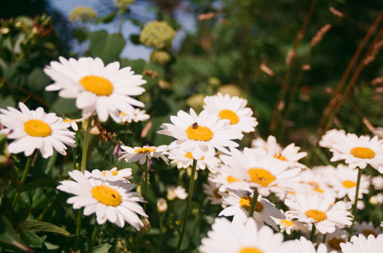 honeybee on white daisy flowers